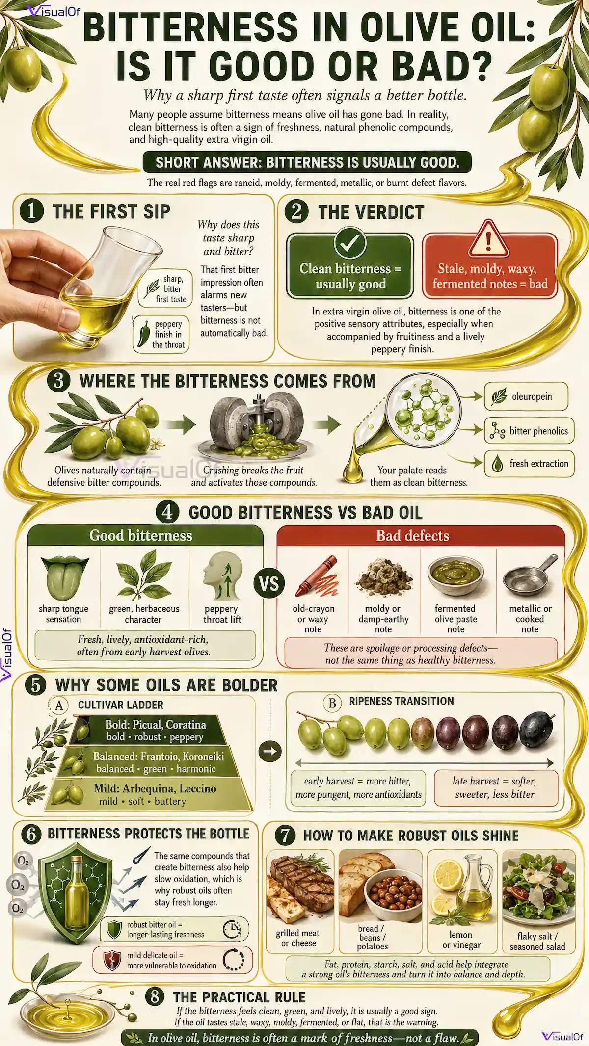 Vertical infographic explaining bitterness in olive oil, showing a tasting glass, olives being crushed into oil, clean bitter and peppery extra virgin olive oil compared with rancid or defective flavors, olive ripeness, and ways to balance robust oil in food.